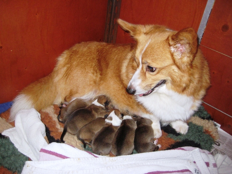 Puppies